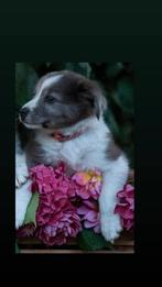 Super gave pups! 1 van de 5, Dieren en Toebehoren, 8 tot 15 weken, Collie, Meerdere, Meerdere dieren