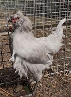 Araucana lavender haantje, ook andere groenlegger hanen., Mannelijk, Kip