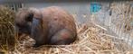 Lieve geholpen mini lops, Dieren en Toebehoren, Konijnen, Meerdere dieren, Dwerg