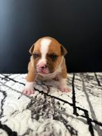 American/amerikaanse bully pups, Dieren en Toebehoren, België, Particulier, Rabiës (hondsdolheid), 8 tot 15 weken