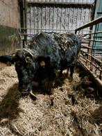 drachtige koe 2.5 jaar oud(07-23), Vrouwelijk