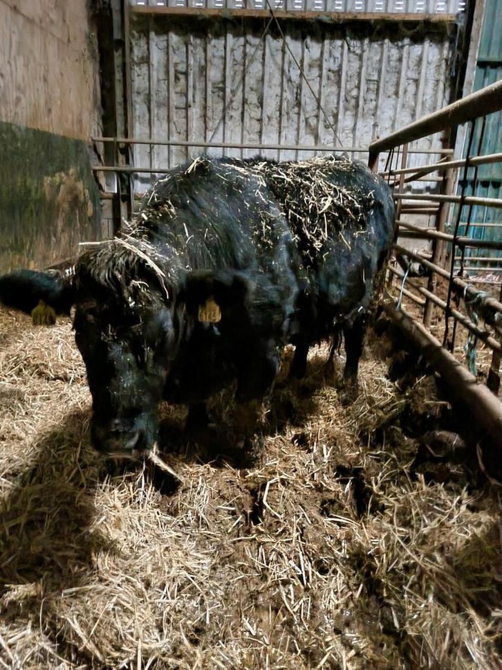 drachtige koe 2.5 jaar oud(07-23), Dieren en Toebehoren, Runderen, Vrouwelijk