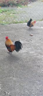 Hollandse kriel patrijs hanen haan, Dieren en Toebehoren, Pluimvee, Mannelijk, Kip