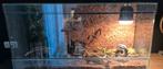 Taiwanese rattenslang met toebehoren, Slang, Met terrarium, 3 tot 6 jaar