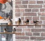 Zebravinken, Dieren en Toebehoren, Meerdere dieren, Tropenvogel