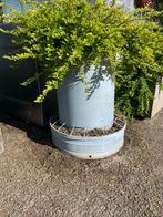 Tuin decoratie, In pot, Bloeit niet, Halfschaduw, 100 tot 250 cm