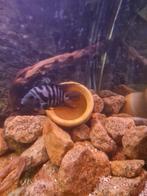 Zebra cichliden 1 grote man 5 vrouwtjes, Hagedis, 0 tot 2 jaar