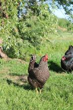 Kippen, Dieren en Toebehoren, Pluimvee, Vrouwelijk, Kip