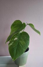 Monstera deliciosa variegata, Huis en Inrichting, Kamerplanten, Ophalen of Verzenden, Halfschaduw, Minder dan 100 cm
