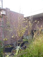 Perenboom | Conference | hoogte 3 m - stamdiameter 4 cm!, Ophalen, Volle zon, 250 tot 400 cm, Zomer