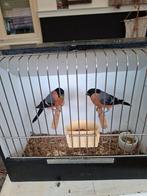 Europese goudvink overjarig, Vrouwelijk, Bastaard