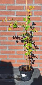 Ratel populier in pot, Minder dan 100 cm, Zomer, Ophalen, Volle zon