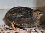 Chinese dwergkwartels, Dieren en Toebehoren, Vogels | Overige Vogels, Meerdere dieren