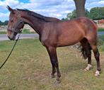 Brave talentvolle 3 jr kwpn merrie 1,62 mtr(röntgen goed), Dieren en Toebehoren, Paarden, Merrie, Springpaard, Gechipt, 3 tot 6 jaar