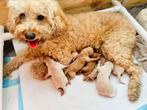 Mini Labradoodle pups, Rabiës (hondsdolheid), Overige rassen, 8 tot 15 weken, Meerdere