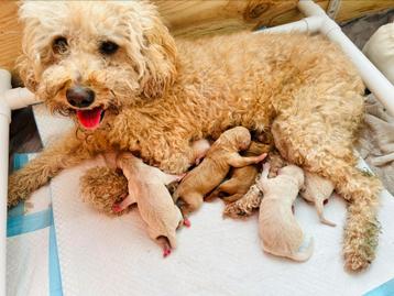 Mini Labradoodle pups beschikbaar voor biedingen