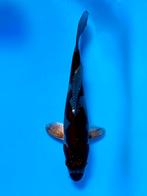 Doitsu Metallic Ochiba 16-20cm Kase Japanse koi, Dieren en Toebehoren, Karper of Koi