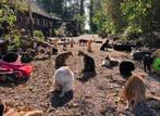 vrijwilliger kattenopvang gezocht, Dieren en Toebehoren, Katten en Kittens | Overige Katten, Poes