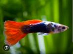 Gezocht guppy guppen, Dieren en Toebehoren, Vis