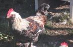 Duitse Faverolle Haan, Dieren en Toebehoren, Pluimvee, Mannelijk, Kip