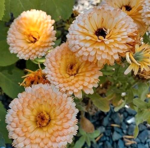 Zaden Goudsbloem mix - Calendula Officinalis Fiesta Gitana, Tuin en Terras, Bloembollen en Zaden, Zaad, Voorjaar, Volle zon, Verzenden