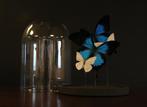 vlinders in stolp, Huis en Inrichting, Ophalen, Nieuw