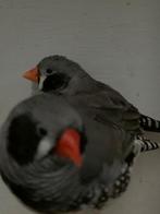 koppel zwartwang zebravinken, Meerdere dieren