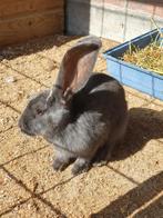 Jonge vlaamse reus blauw, Dieren en Toebehoren, Mannelijk, Groot, 0 tot 2 jaar