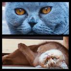 Brits korthaar spoedplaatsing, Dieren en Toebehoren, Katten en Kittens | Raskatten | Korthaar, Kater, 3 tot 5 jaar