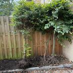 3 beukenboompjes, Tuin en Terras, Planten | Bomen, Ophalen, Overige soorten