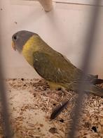 Pruimenkop parkiet pop grijsgroen, Dieren en Toebehoren, Vrouwelijk, Parkiet