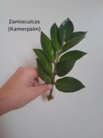 Zamioculcas (kamerpalm) stekken, Ophalen of Verzenden, Overige soorten, Minder dan 100 cm