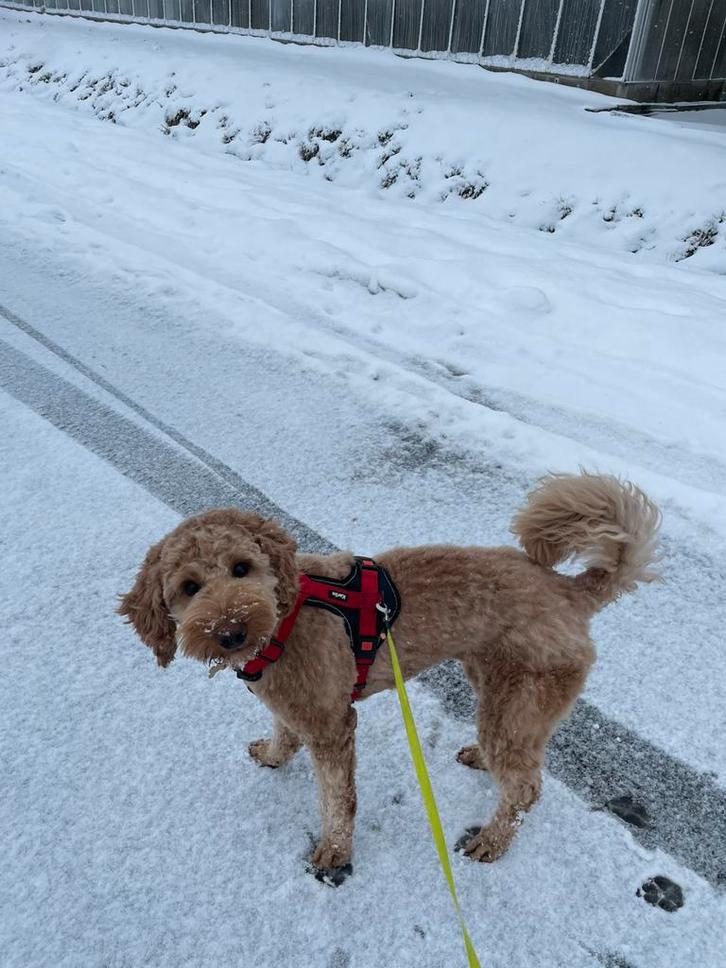 Labradoodle medium pups op komst!, Dieren en Toebehoren, Honden | Niet-rashonden, Middel, Meerdere dieren, Fokker | Hobbymatig