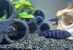 Maylandia callainos en Pseudotropheus demasoni cichliden, Vis