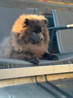 Pomeriaan pup Bearface, Dieren en Toebehoren, Rabiës (hondsdolheid), 15 weken tot 1 jaar, Buitenland, Meerdere