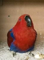 Prachtige edel papagaai pop lila van 6 jaar oud, Dieren en Toebehoren, Vogels | Parkieten en Papegaaien, Vrouwelijk, Papegaai