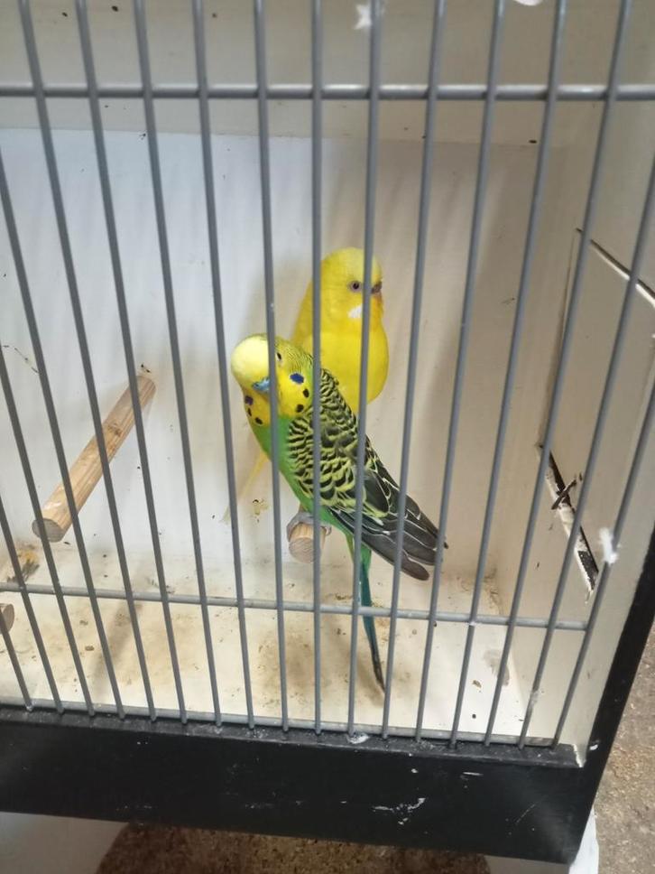 Diverse ino grasparkieten, Dieren en Toebehoren, Vogels | Parkieten en Papegaaien, Parkiet, Meerdere dieren