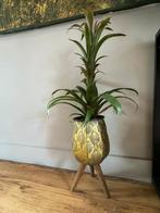 Gouden plantenbak incl. Plant., Ophalen of Verzenden, Halfschaduw, Minder dan 100 cm