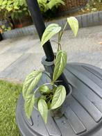 Epipremnum Cebu blue, Huis en Inrichting, Kamerplanten, Ophalen of Verzenden