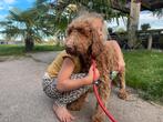 Labradoodle Multigen Pups puppy jonge hond Doodle Labrador, Dieren en Toebehoren, Honden | Retrievers, Spaniëls en Waterhonden