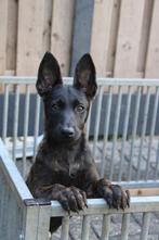 Mechelse herders X Hollandse herder pups zee goeie bloedlijn, Dieren en Toebehoren, Honden | Herdershonden en Veedrijvers, Meerdere