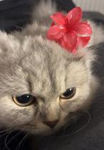 Langharige britse korthaar, Dieren en Toebehoren, Kattenmanden, Ophalen, Zo goed als nieuw, Riet