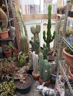 Cactussen gevraagd, Tuin en Terras, Planten | Tuinplanten, Ophalen
