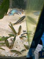 Blue acara, Vis