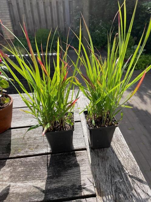 Panicum virgatum Shenandoah - Vingergras in P9, Tuin en Terras, Planten | Tuinplanten, Vaste plant, Siergrassen, Volle zon, Zomer