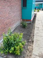 Tuinman aangeboden, Ophalen of Verzenden, Nieuw, Beton, 10 m² of meer