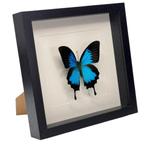 Papilio ulysses vlinder passe partout lijst 25x25 cm