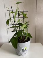 Epipremnum Pinnatum ‘ Green Form ‘ inclusief nieuwe pot., Huis en Inrichting, Kamerplanten, In pot, Minder dan 100 cm, Groene kamerplant