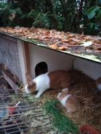 Konijnen. Echte hollandertjes, Dieren en Toebehoren, Meerdere dieren