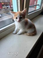 Kittens, Dieren en Toebehoren, Meerdere dieren, Ingeënt